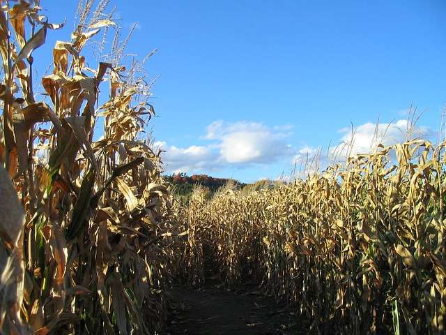 family friendly corn maze