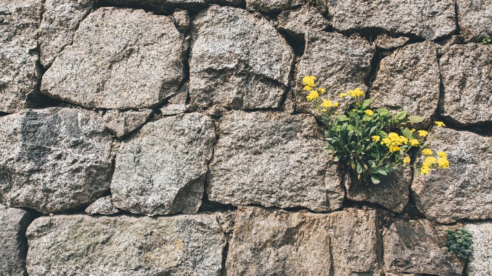 Simplay3's tips to start a pollinator garden: Weeds coming out as dandelions on a stone wall