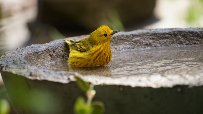 Simplay3's tips to start a pollinator garden: a bird sitting in a bird bather