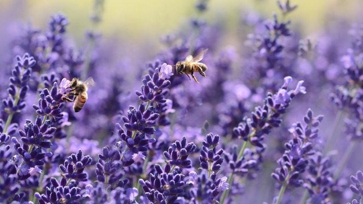 Simplay3's tips to start a pollinator garden: Bees pollinating a bush of lavender