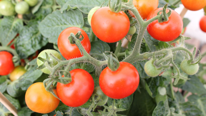simplay3 best plants for a raised garden: tomatoes - a bundle of tomatoes 