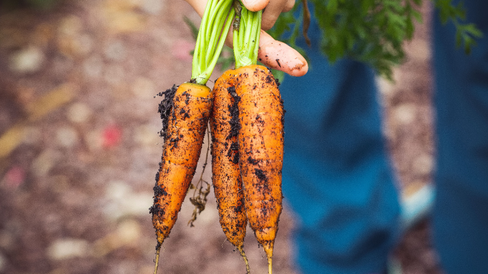 simplay3 best plants for a raised garden: Root vegetables - carrots