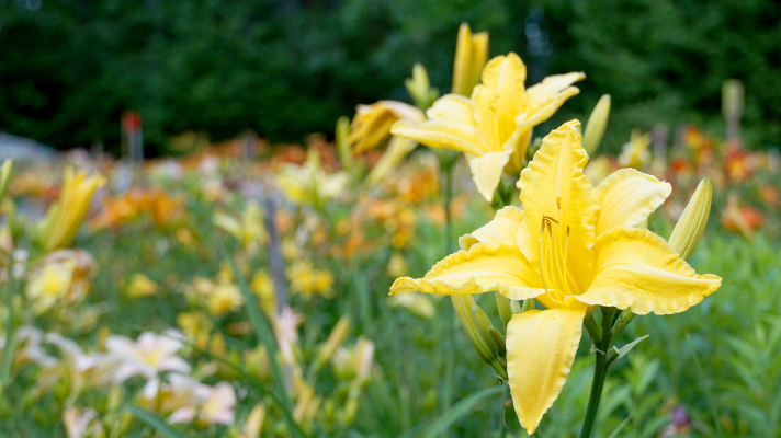 simplay3 best plants for a raised garden: Perennials - yellow daylillies