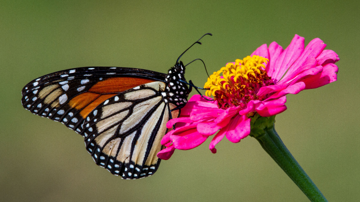 simplay3 best plants for a raised garden: butterfly annuals - monarch butterfly on a pink annual