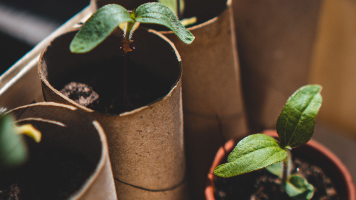 Simplay3's STEAM topics for your child: toilet paper rolls filled with plant seedlings in a bin